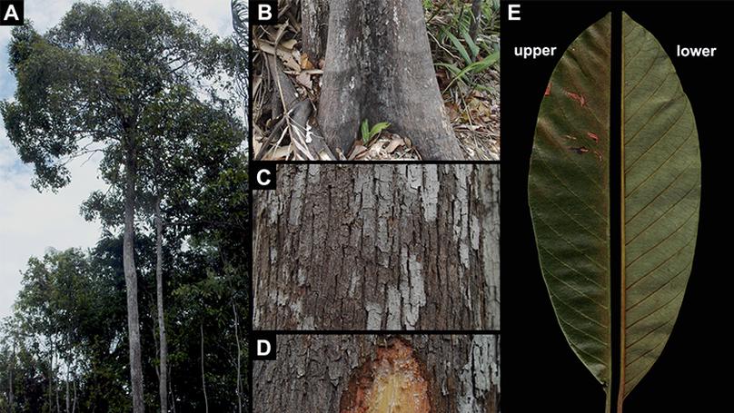 Pouteria kossmanniae (Sapotaceae): a new species from Central Amazonia, Brazil