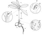 Notes on the seedling morphology of Pouteria franciscana Baehni (Sapotaceae)