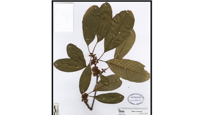 Lucuma kossmanniae, a new name for Pouteria kossmanniae (Sapotaceae, Chrysophylloideae)